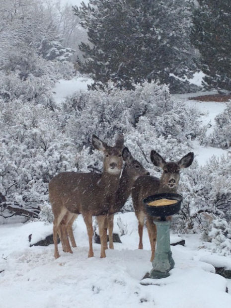 Deer Snow Photo